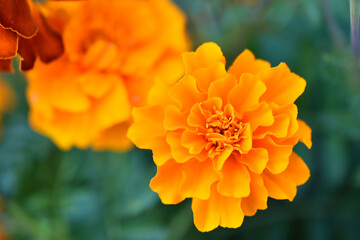 Red and yellow flowers marigolds lat. tagetes is a genus of annual and perennial plants of the asteraceae family