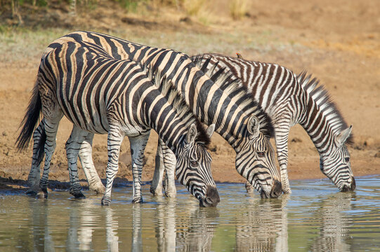 Herd of Zebras drinking water