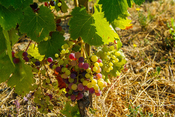 Viñedos de la comarca del Priorat, provincia de Tarragona, Catalunya.