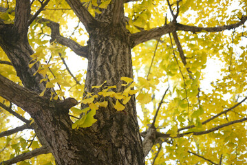autumn park landscape