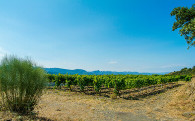 Viñedos de la comarca del Priorat, provincia de Tarragona, Catalunya.