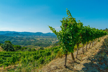 Viñedos de la comarca del Priorat, provincia de Tarragona, Catalunya.