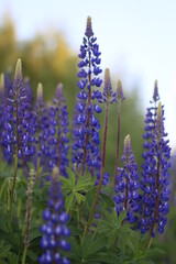 flowers in the garden
