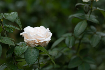 雨の日の白いバラ
