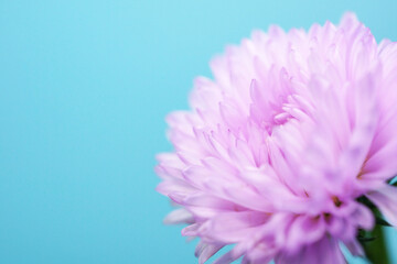 Obraz premium ピンクの小菊