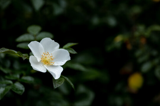 雨の日の白いバラ