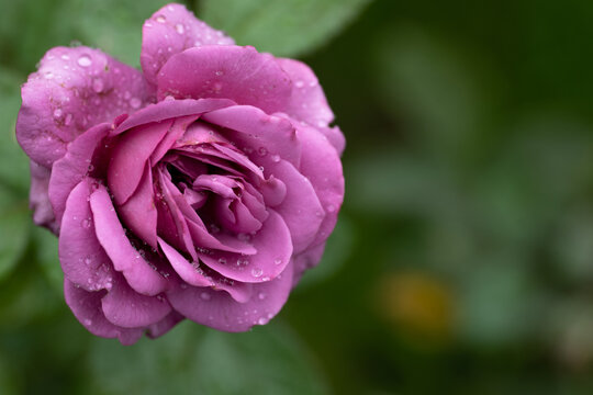 雨の日の紫色のバラ
