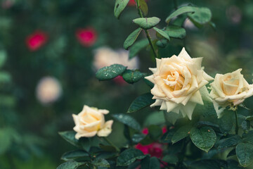 雨の日の黄色いバラ