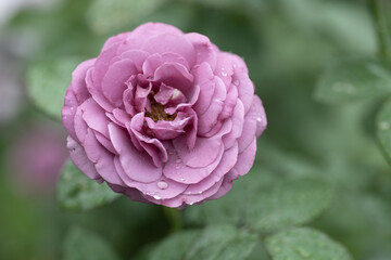 雨の日の紫色のバラ