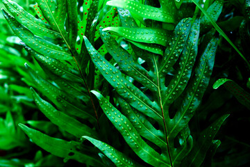 background of green leaves fern in forest