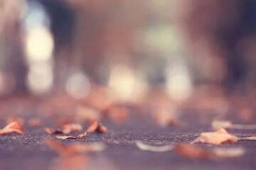fallen leaves seasonal abstract background