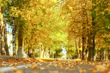 sunny landscape in fall park, autumn season background orange park