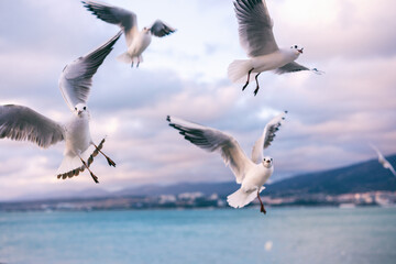 Flying seagulls over the sea at sunset. Beautiful sea landscape