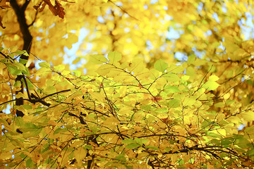 abstract autumn fall background leaves yellow nature october wallpaper seasonal
