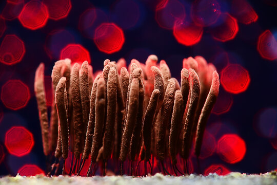 Myxomycota Bilder Durchsuchen 1,443 Archivfotos, und