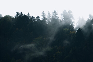 fog in the forest