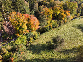 Obraz premium Colorful forest in autumn on a road