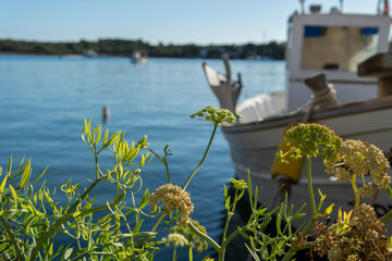 Close-up of the Mediterranean Sea fennel plant, Crithmum maritimum. In the background, out of focus, a fishing boat moored at the harbor in the Mallorcan town of Portocolom, Spain - obrazy, fototapety, plakaty