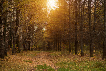 Autumn forest in sunny weather, beautiful trees with yellow leaves in a pack in autumn