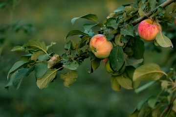 A branch with green leaves and ripe apples on a green background. Apple harvest in the home garden