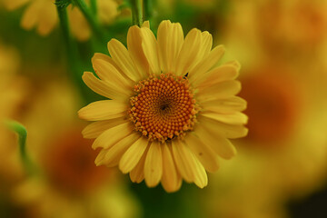 yellow daisies summer background, abstract natural floral spring