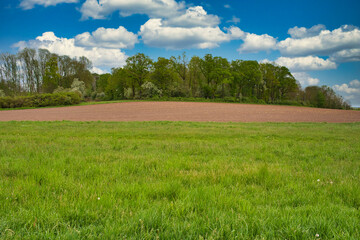 Landschaft mit sommerlichen Wiesen und Wald