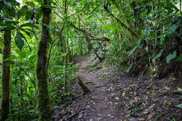 Obraz premium Trail Hiking Trail in the Jungle of Costa Rica