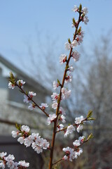 cherry blossom in spring