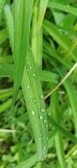 Dew drops on a green blade of grass. Close-up. Green grass. Fresh lawn. 