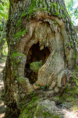Details from a famous and very old oak tree,  from the Caraorman forest,  in the Danube Delta area,  Romania,  in a summer day
