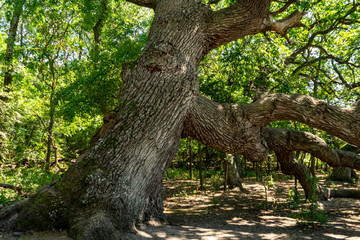 Details from a famous and very old oak tree,  from the Caraorman forest,  in the Danube Delta area,  Romania,  in a summer day