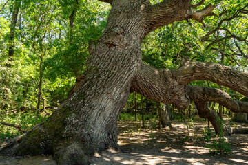 Details from a famous and very old oak tree,  from the Caraorman forest,  in the Danube Delta area,  Romania,  in a summer day