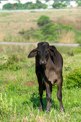 Naklejka na ściany i meble black Nelore cattle in the pasture