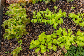 Lettuce seedlings growing in the garden.