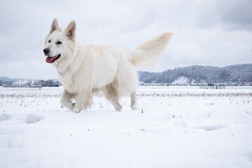 White Swiss Shepherd Dog on snow in winter. Adult berger blanc breed.