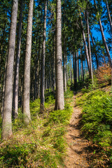 Germany, Hiking trail alongside huge old tree trunks in black forest nature landscape perfect for...