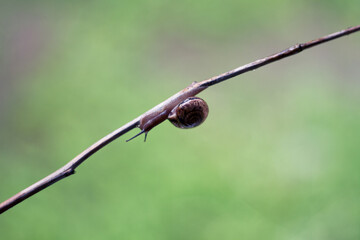 A small brown snail slowly crawls along a branch