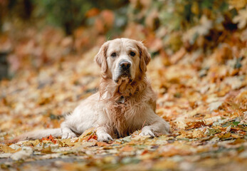 Golden retriever dog in park