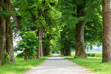Tree line walking road with in spring with green leaves.