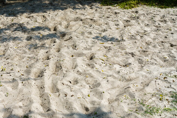 The sandy sea floor with broken branches and fallen leaves.