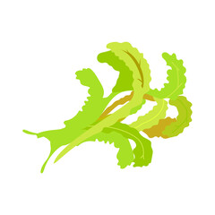 Realistic vegetable isolated icon on white background with green rucola vector illustration