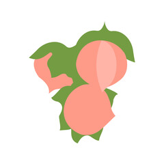 Vector peaches. Peach fruits, collection of vector illustrations