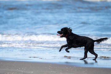 Dog running in the blue water and enjoying the sun at the sand beach. Dog having fun at sea in summer.