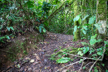 Trail Hiking Trail in the Jungle of Costa Rica