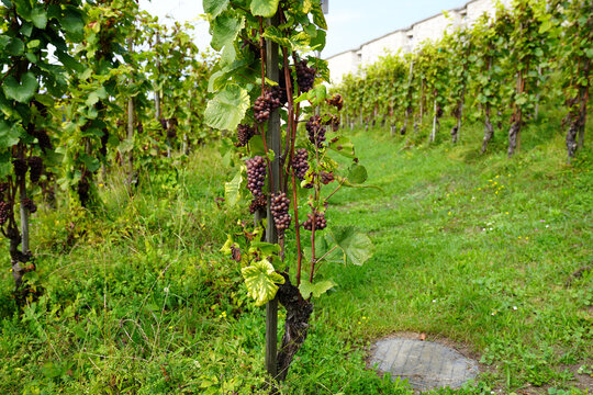 Beautiful vineyard around Fortress at the old town of City of Schaffhausen. Photo taken September 25th, 2021, Schaffhausen, Switzerland.