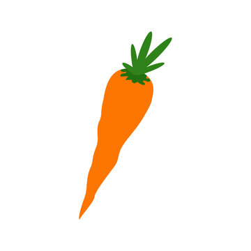 Isolated vector image of orange fresh carrots on white background in flat style.