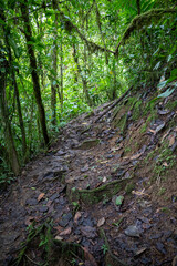 Trail Hiking Trail in the Jungle of Costa Rica