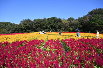 日本の国営武蔵丘陵森林公園の花畑で咲くカラフルな羽毛ケイトウ