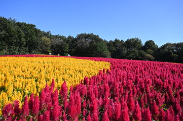 日本の国営武蔵丘陵森林公園の花畑で咲くカラフルな羽毛ケイトウ