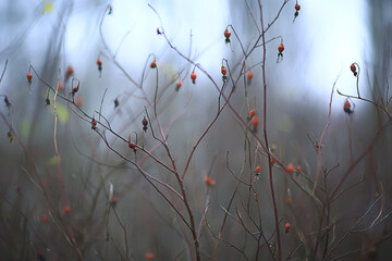 rose hips bushes berries autumn, vitamins wild rose tea tincture
